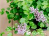 Alyva mejerio ,Palibin' (lot. Syringa meyeri)